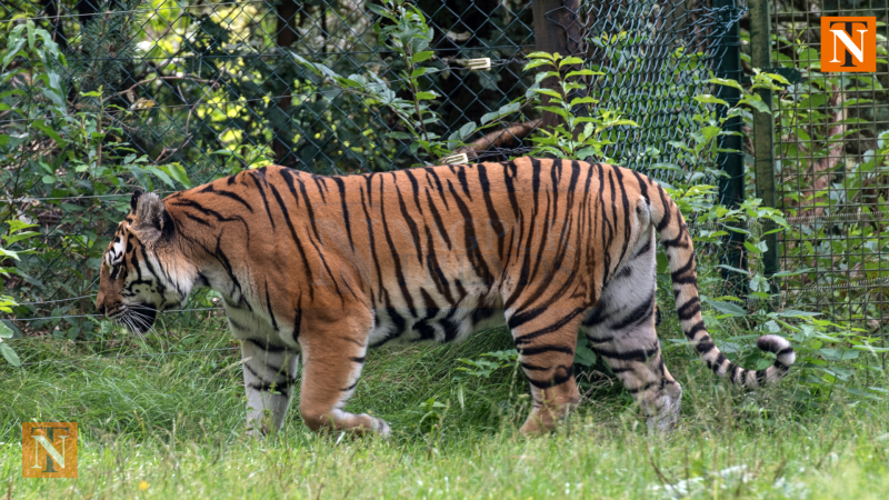 Bullock Killed by Tiger in Chandrapur